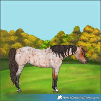 Horse Color:Bay Roan 