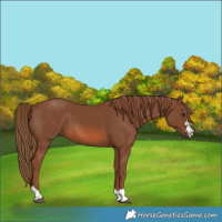 Horse Color:Chestnut 