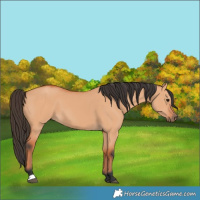 Horse Color:Bay Dun 