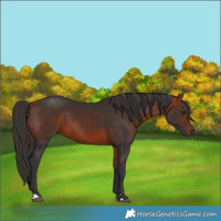 Horse Color:Bay 