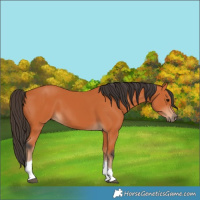 Horse Color:Bay Tobiano 