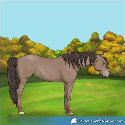 Horse Color:Classic Champagne 