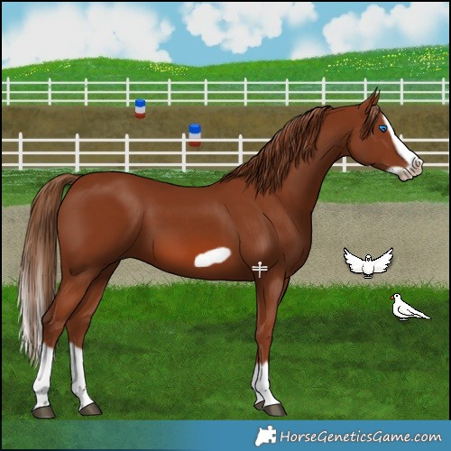 Horse Color:Chestnut Splash Frame 