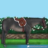 Horse Color:Black 