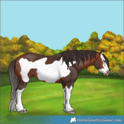 Horse Color:Bay Splash Frame