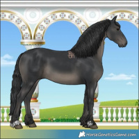 Horse Color:Black 