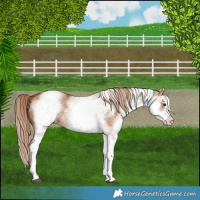 Horse Color:White Spotted Red Dun 