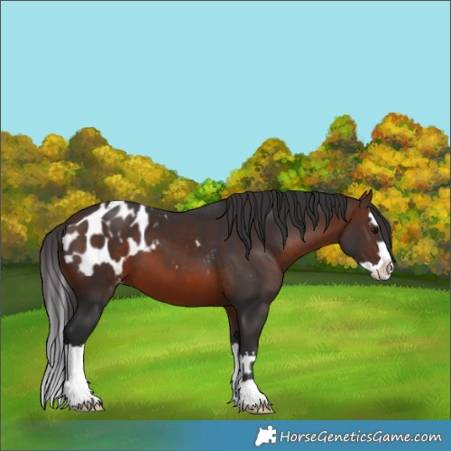 Horse Color:Brown Appaloosa  and Brown Splash Appaloosa 