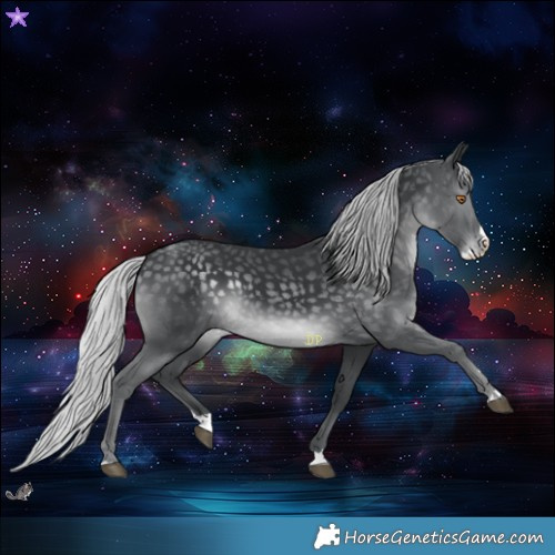 Horse Color:Silver Black Chinchilla Splash 