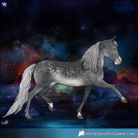 Horse Color:Silver Black Chinchilla Splash 