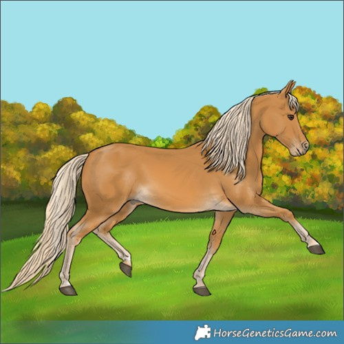 Horse Color:Palomino 