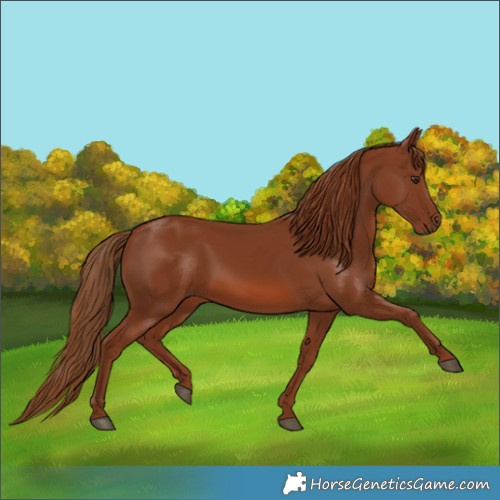 Horse Color:Chestnut 