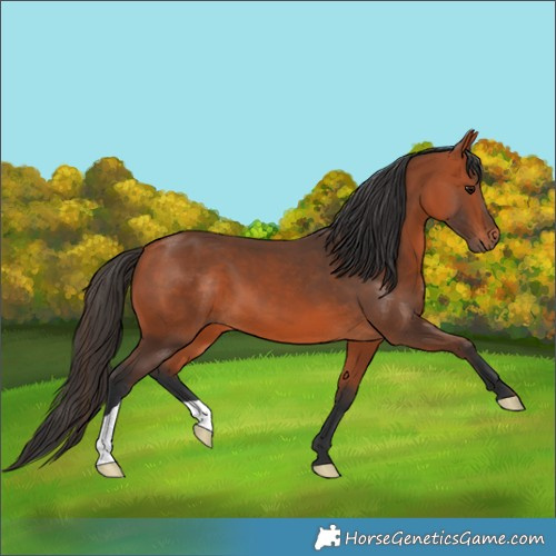 Horse Color:Bay 