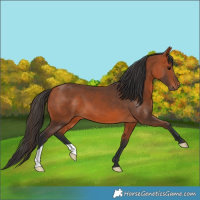 Horse Color:Bay 