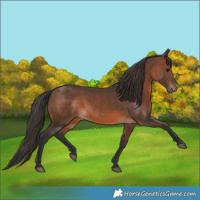 Horse Color:Brown 