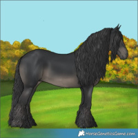 Horse Color:Black 