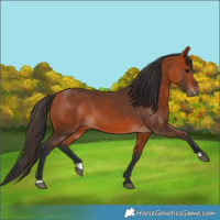 Horse Color:Bay 