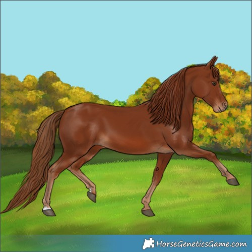 Horse Color:Chestnut 