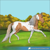 Horse Color:Chestnut Tobiano 