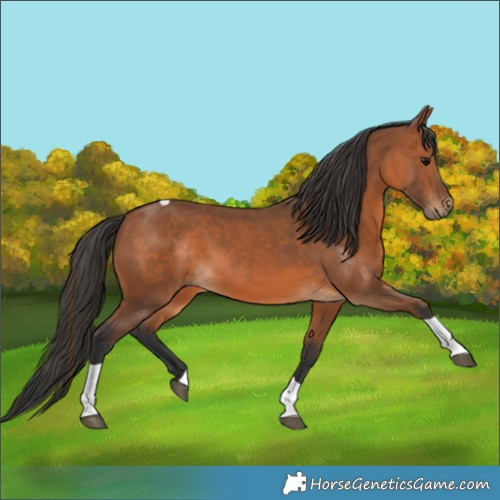 Horse Color:Bay Tobiano 