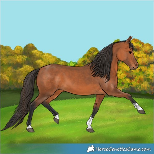 Horse Color:Bay Tobiano 