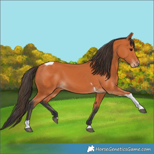 Horse Color:Bay Tobiano 