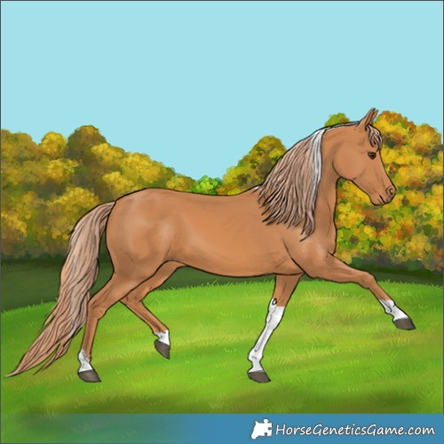 Horse Color:Chestnut Tobiano