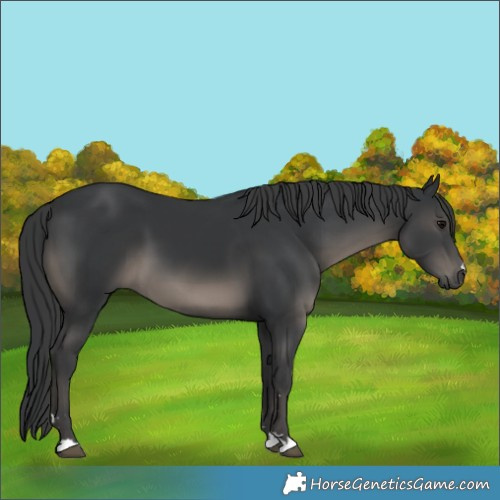 Horse Color:Black 