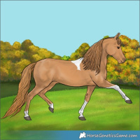 Horse Color:Chestnut Tobiano 