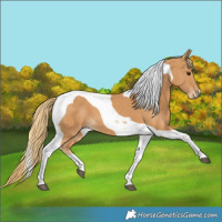 Horse Color:Chestnut Tobiano 