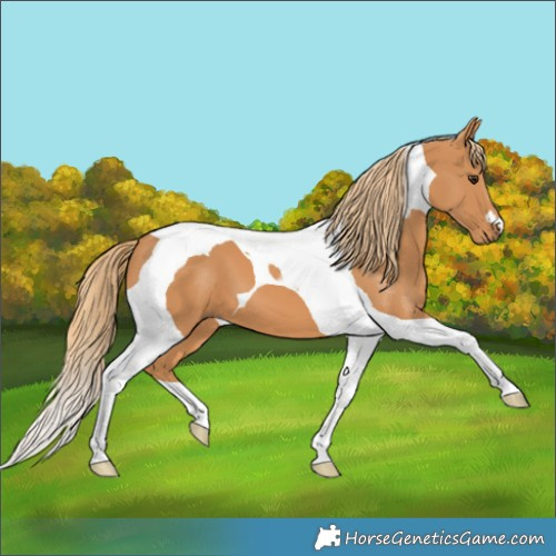Horse Color:Chestnut Tobiano