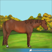 Horse Color:Bay  and Chestnut 