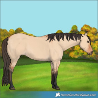 Horse Color:Bay Dun 