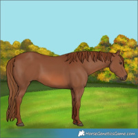 Horse Color:Chestnut 