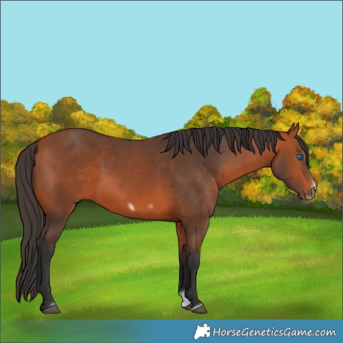 Horse Color:Bay Splash Frame 