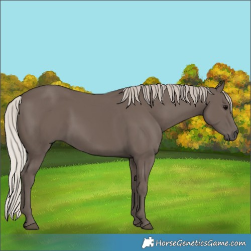 Horse Color:Silver Black 