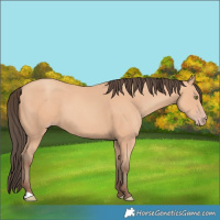 Horse Color:Amber Champagne 