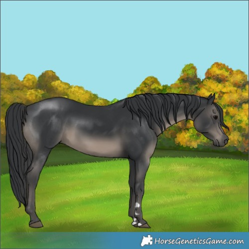 Horse Color:Black 