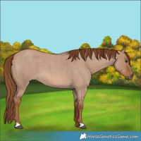 Horse Color:Red Dun Roan 