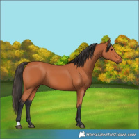 Horse Color:Bay 