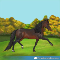 Horse Color:Brown 