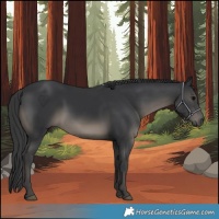 Horse Color:Black 