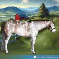 Horse Color:Gray Bay Sabino