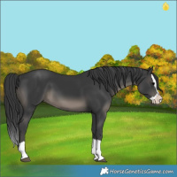 Horse Color:Black Splash 
