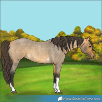 Horse Color:Buckskin Roan Tobiano 