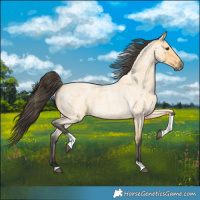 Horse Color:Buckskin Roan Tobiano 