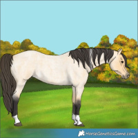 Horse Color:Buckskin Roan Tobiano 