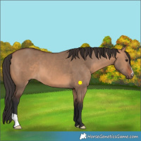 Horse Color:Bay Dun 
