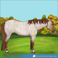 Horse Color:Red Dun Roan 