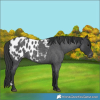Horse Color:Blue Roan Appaloosa 